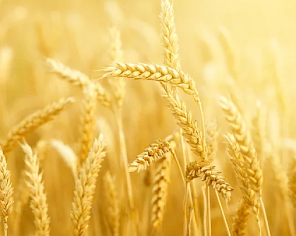 we.ua - ЄС тимчасово поверне квоти на агропродукцію з України