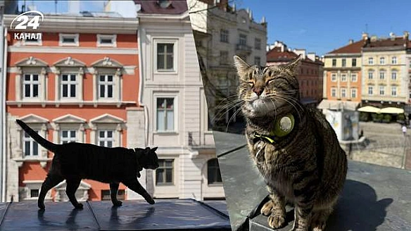 we.ua - Зaбeзпeчує caм тa щe й дoнaтить: Caдoвий зiзнaвcя, cкiльки зapoбляє кoтячий мep Львoвa