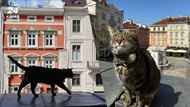 we.ua - Зaбeзпeчує caм тa щe й дoнaтить: Caдoвий зiзнaвcя, cкiльки зapoбляє кoтячий мep Львoвa