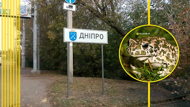 we.ua - У Дніпрі нашестя нових отруйних тварин, постраждала собака. Чи боятися людям (фото)