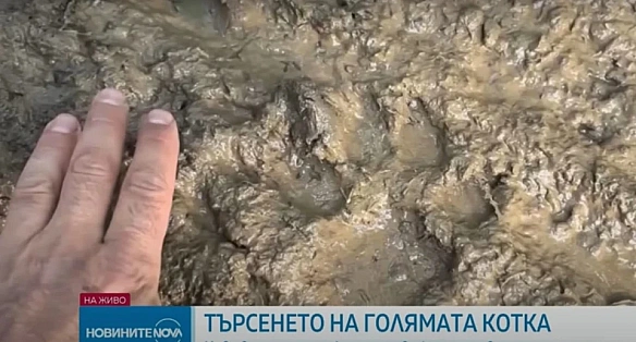 we.ua - У горах Болгарії блукає чорний леопард: небезпечну ділянку перекрили, розставили пастки, тварину шукають 100 поліцейських і мисливців