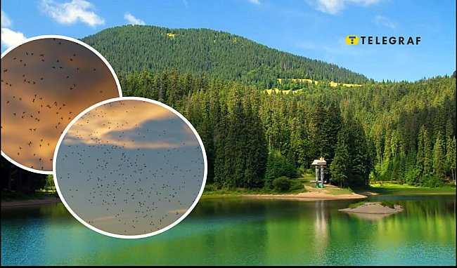 we.ua - Популярний курорт України атакували комахи. У мережі показали вражаючі кадри (відео)
