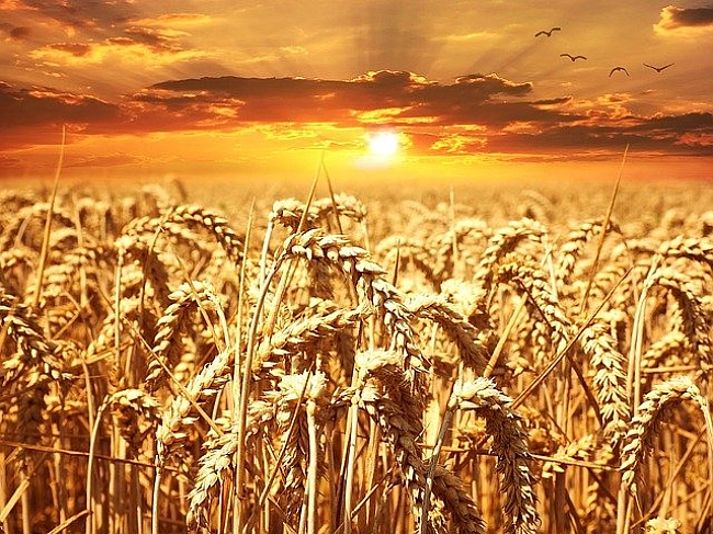 we.ua - Пшениця сама відбирає мікроби для свого коріння