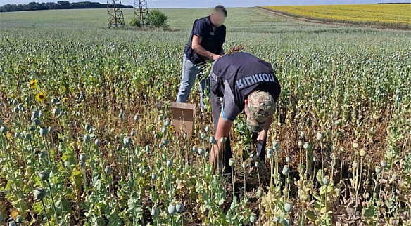 we.ua - На Черкащині судитимуть фермера, який вирощував мак без ліцензії
