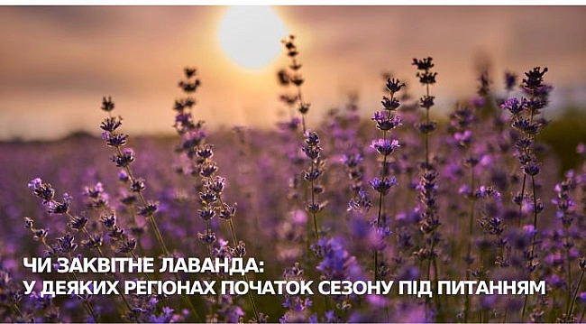 we.ua - Чи заквітне лаванда: у деяких регіонах початок сезону під питанням