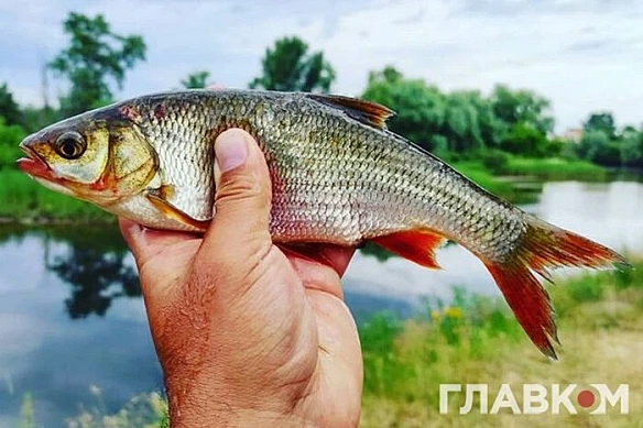 we.ua - Календар на липень 2025 року: коли День рибалки та дні найкращого кльову