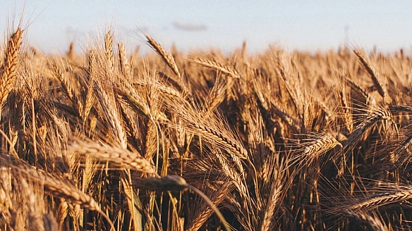 we.ua - Румунія продовжила ліцензування імпорту української продукції до кінця року