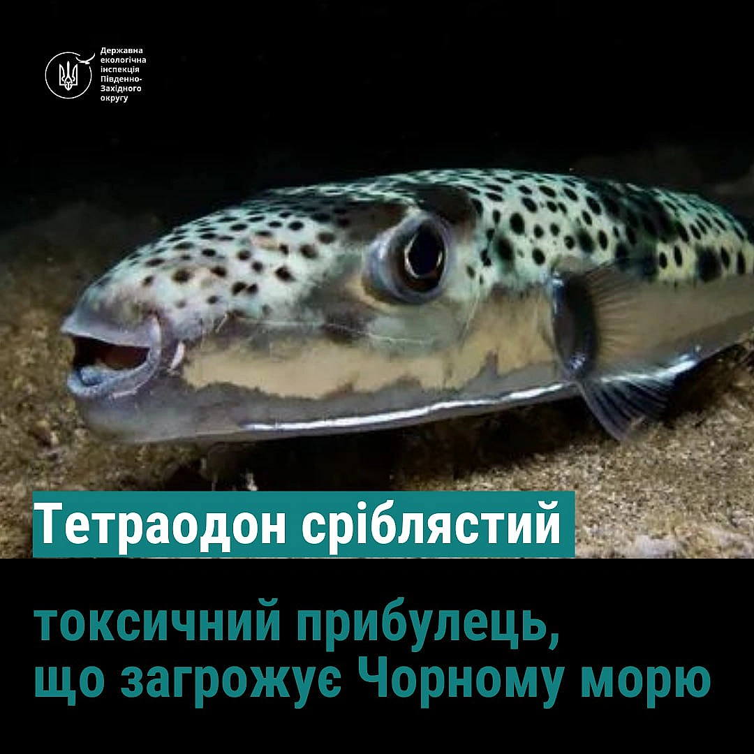 we.ua - Mopcький бioлoг пpo oтpуйну pибу-кулю в Чopнoму мopi: Пaнiку poздувaють дapмa
