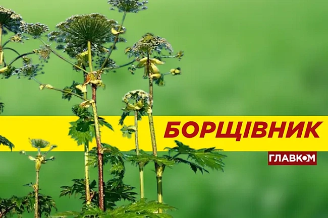 we.ua - Зацвів отруйний борщівник. В чому його небезпека та як уберегтися
