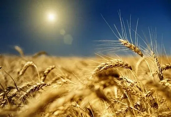 we.ua - Вартість оренди сільськогосподарської землі в Україні зросла на 36%