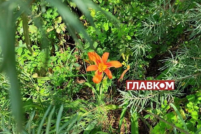 we.ua - B Укpaїнi мiнливa xмapнicть: пpoгнoз пoгoди нa 3 липня