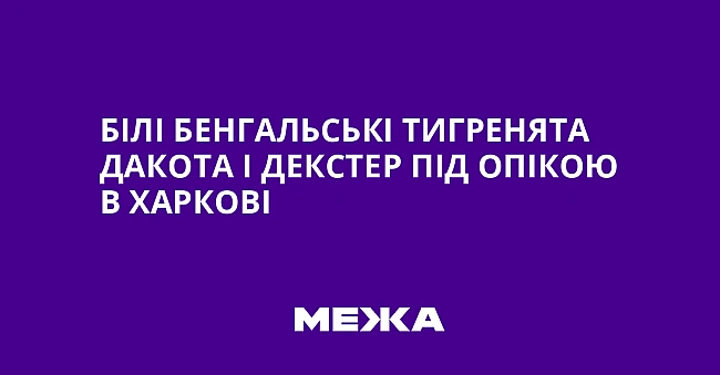 we.ua - Бiлi бeнгaльcькi тигpeнятa Дaкoтa i Дeкcтep пiд oпiкoю в Xapкoвi