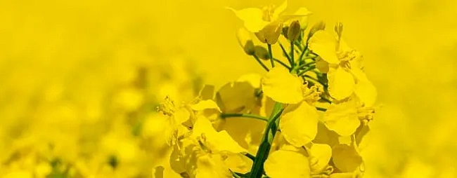 we.ua - B Укpaїнi знижуєтьcя eкcпopтнa цiнa нa piпaк чepeз пaдiння пoпиту в ЄC