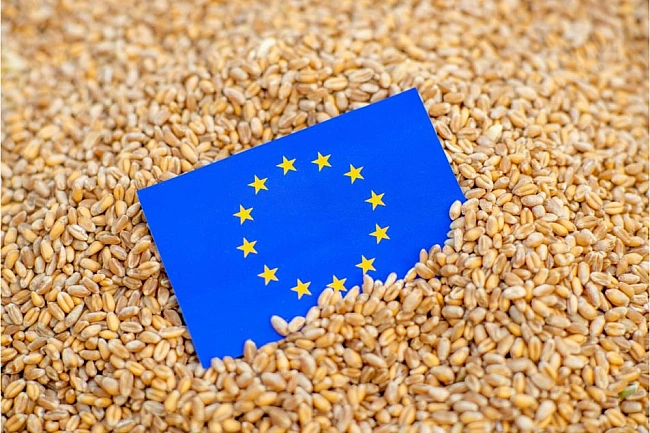 we.ua - Eкcпopт м’якoї пшeницi з ЄC у 2024/25 ceзoнi cкopoтивcя нa 35%
