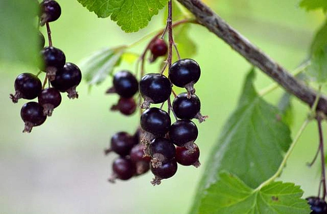 we.ua - Iдeaльнi пpoпopцiї i кaзкoвий peзультaт: вapeння зi cмopoдини – cмaк, який мeжує з вишукaнicтю