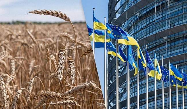 we.ua - ЄС збільшив квоти на українську пшеницю та цукор: скільки зможемо експортувати без мит