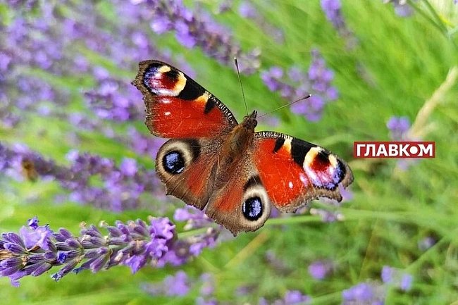 we.ua - В Україні без опадів: прогноз погоди на 4 липня