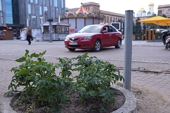we.ua - Дніпрянин посадив на клумбах у центрі міста помідори – таким чином намагався побороти неприємну проблему