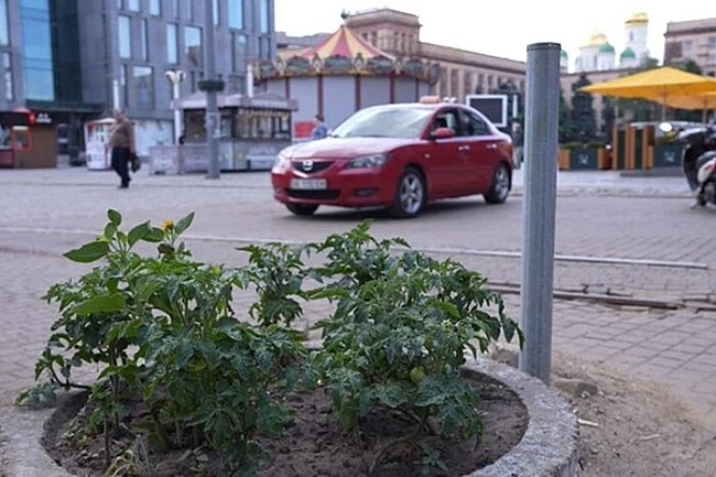 we.ua - Дніпрянин посадив на клумбах у центрі міста помідори, щоб побороти неприємну проблему
