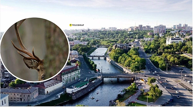 we.ua - У Харкові рогата дика тварина здивувала жителів - не наближайтесь до неї, якщо побачите (відео)