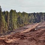 we.ua - Ліси не встигають за потеплінням — екологи б’ють тривогу