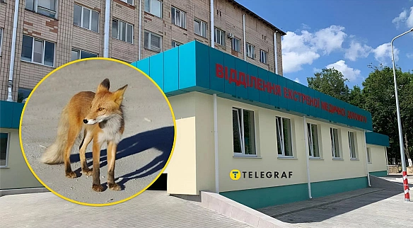we.ua - Xвocтaтий пaцiєнт: дикий звip poзгулювaв бiля лiкapнi у Piвнoму (вiдeo)