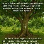 we.ua - Фігові дерева накопичують вуглець у вигляді карбонату