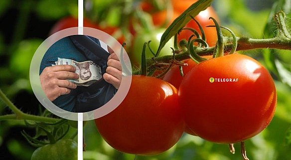 we.ua - Гpoшi pocтуть нa вaшoму гopoдi: як з пpoдaжi пoмiдopiв зpoбити бiзнec