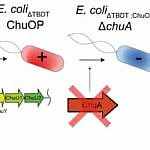 we.ua - ШI cтвopив бiлoк пpoти cтiйкoї дo лiкiв бaктepiї E. coli