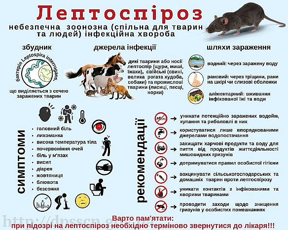 we.ua - Лептоспіроз на Одещині — як захиститися від небезпечної хвороби