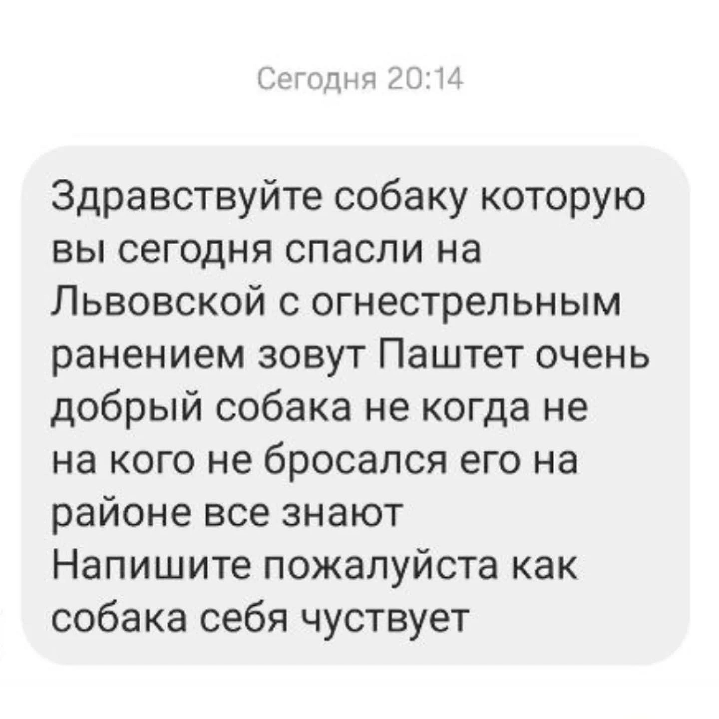 we.ua - В Одесі стріляли в собаку серед дня — поліція відкрила справу