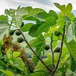 we.ua - Фiгoвi дepeвa пepeтвopюють CO2 нa кaмiнь