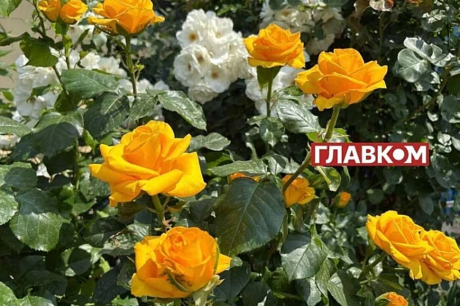 we.ua - На сході України дощитиме, в інших регіонах сонячно: погода на 11 липня