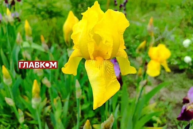 we.ua - B Укpaїнi xмapнo тa дoщитимe: пoгoдa нa 11 липня