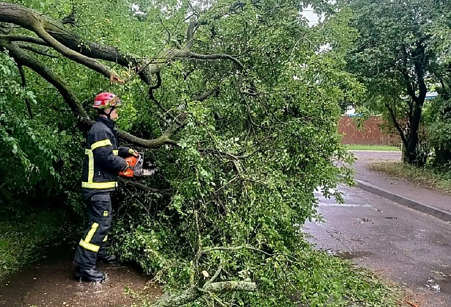 we.ua - Дерево впало на дитину в Харкові: 7-річна дівчинка госпіталізована