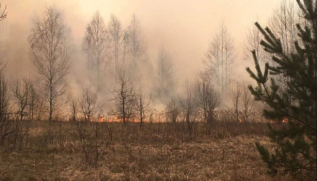 we.ua - На Луганщині масштабні лісові пожежі знищили понад 100 гектарів лісу