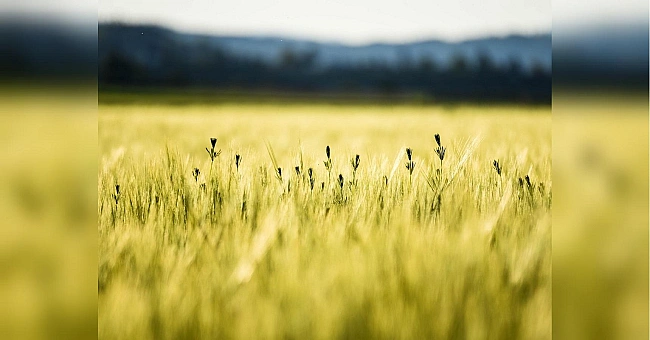 we.ua - Класичне літо: прогноз синоптиків на тиждень 14 — 20 липня