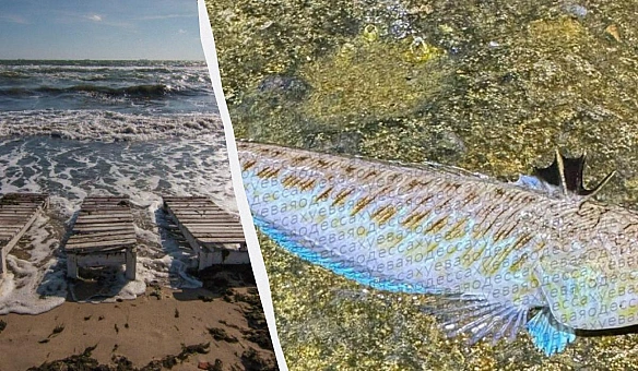 we.ua - У морі біля Одеси помітили отруйного морського дракона: еколог розповів про небезпеку
