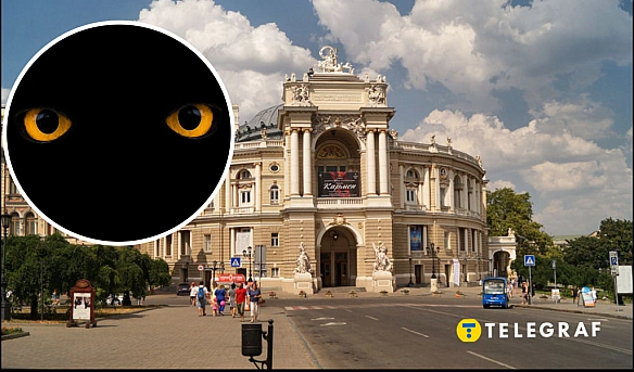 we.ua - Не наближайтесь. У центрі Одеси помітили небезпечного хижака (відео)