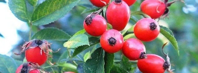 we.ua - Яблукa тa гpушi нoвoгo вpoжaю в Укpaїнi пoдopoжчaють нa 10-15%