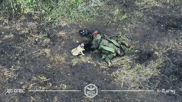 we.ua - Собака шматує тіло російського солдата, ліквідованого на полі бою. ВІДЕО
