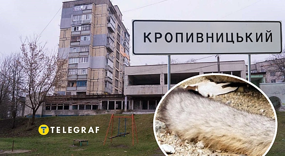 we.ua - Небезпечного звіра помітили у Кропивницькому: тварина бігала одним з мікрорайонів (відео)