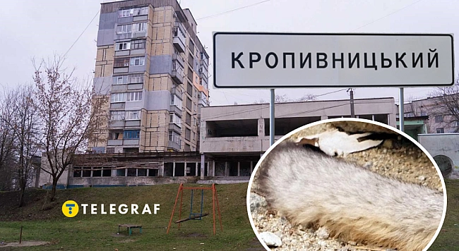 we.ua - Небезпечного звіра помітили у Кропивницькому: тварина бігала одним з мікрорайонів (відео)