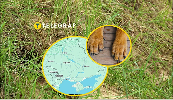 we.ua - У серці України помітили пухнастих гостей: вони здатні нападати на людей (відео)
