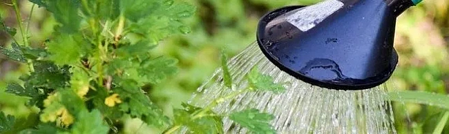 we.ua - Метод штучної роси: як зменшити витрати води на полив до 50%