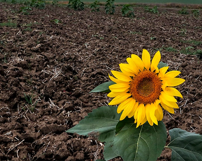 we.ua - Ґрунт як скарб: вчені виявили найродючішу ділянку в Україні