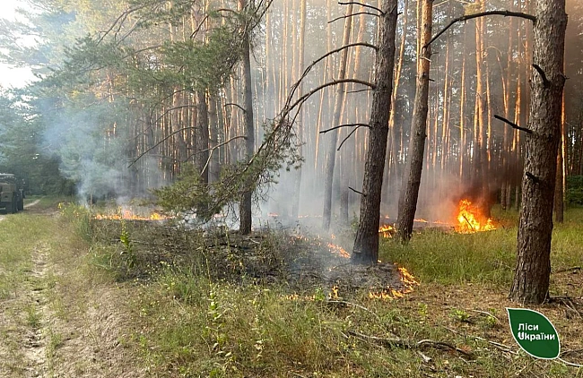we.ua - На Полтавщині через обстріли РФ вже згоріло понад 12 гектарів лісу