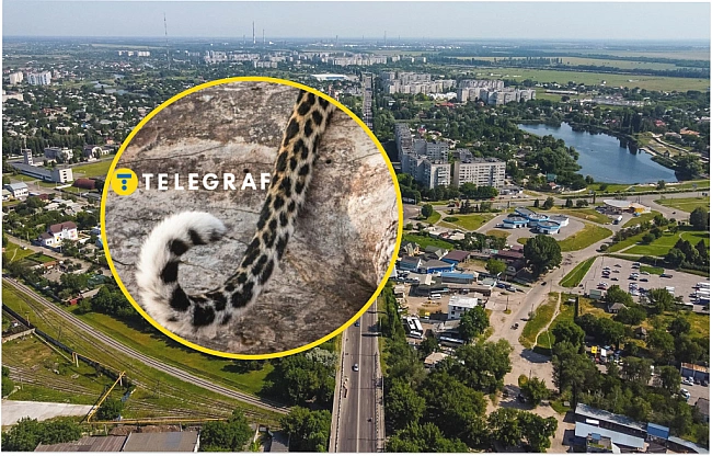 we.ua - На Полтавщині помітили гостя з джунглів: що велетенський звір робив посеред вулиці (фото, відео)