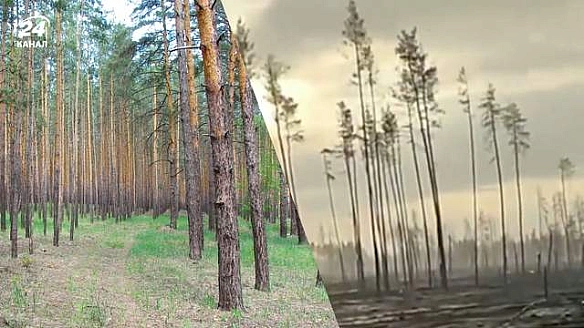 Що Росія робить з природою України: моторошні кадри Серебрянського лісу