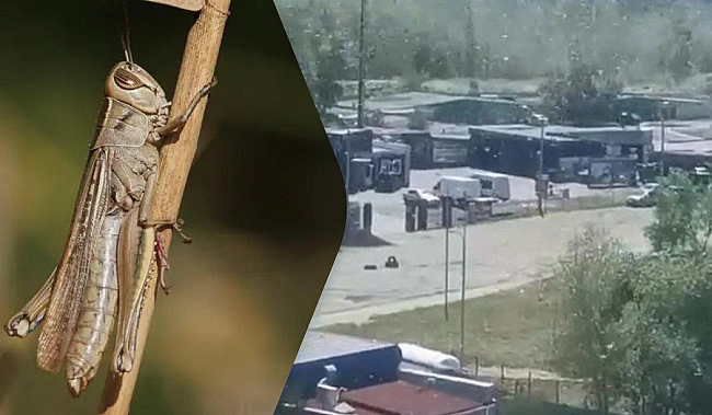 we.ua - Може зрости у 400 разів: біолог розповів про причини нашестя сарани